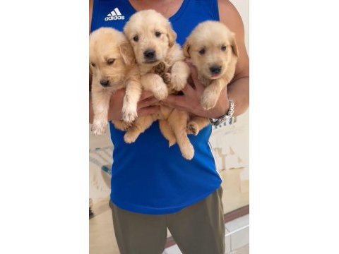Erkek dişi golden retriever yavrularımız