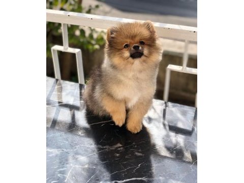 4 aylık pomeranian boo