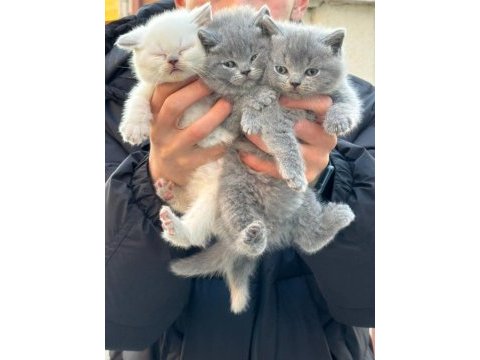 Sevimli dostlar british shorthair