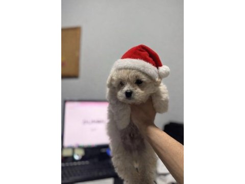 2 buçuk aylık maltipoo