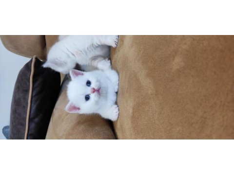 British shorthair yavruları