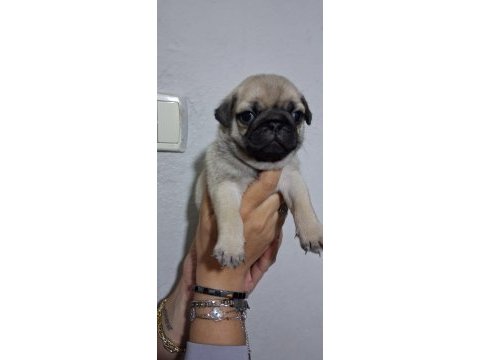 Pug mops bebekler