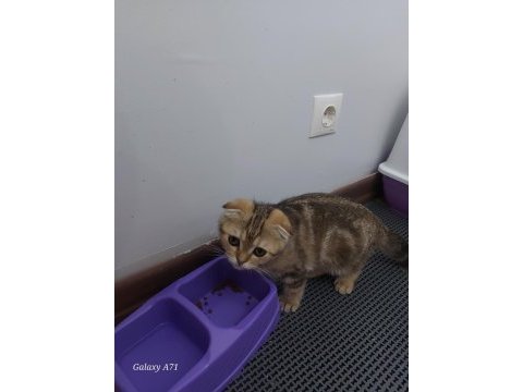 3 aylık eğitimli dişi scottish fold