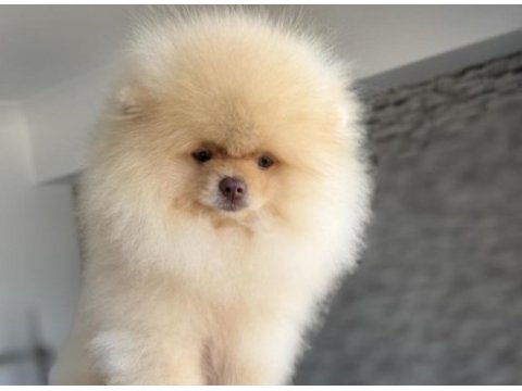 Pomeranian boo köpeği