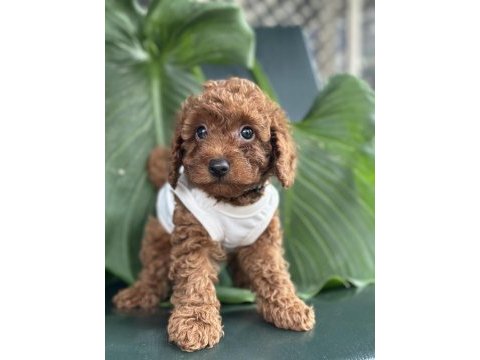 Toy poodle köpeği