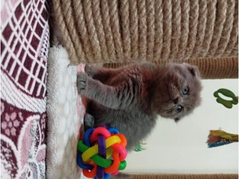 British shorthair 2 aylık yavru