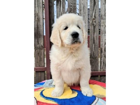 Golden retriever kapıda ödeme hizmetimiz vardır