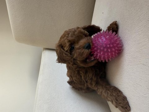 En küçük boy, gerçek red brown renginde poodle