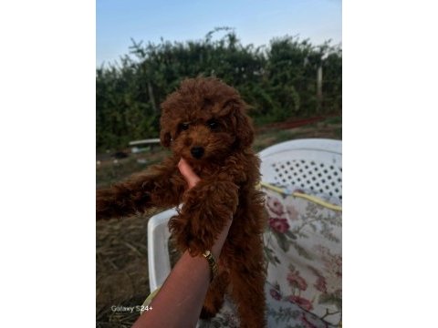 5 buçuk aylık kore dişi poodle