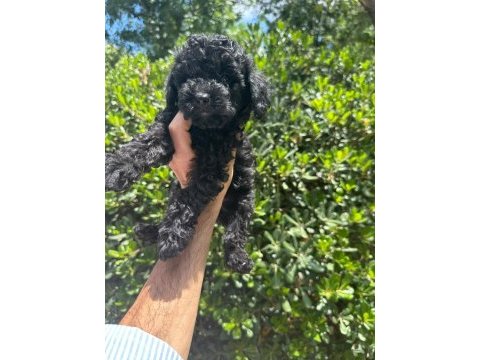 Çok sevimli ve oyuncu siyah toy poodle yavrularımız