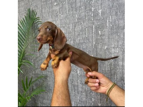 Irk ve sağlık garantili dachshund yavrularımız