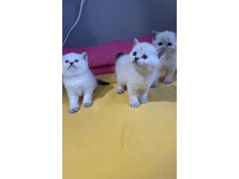 Safkan orjinal ırk british shorthair yavrularımız