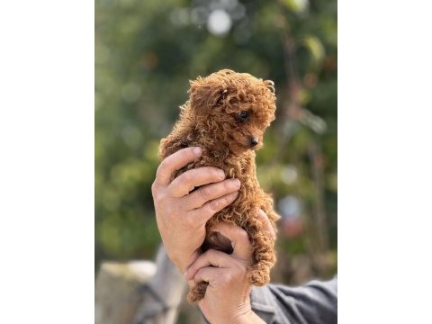 Aşılı çiş eğitimli teacup toy poodle 