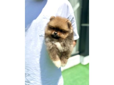 Yakışıklı teddy boo pomeranian