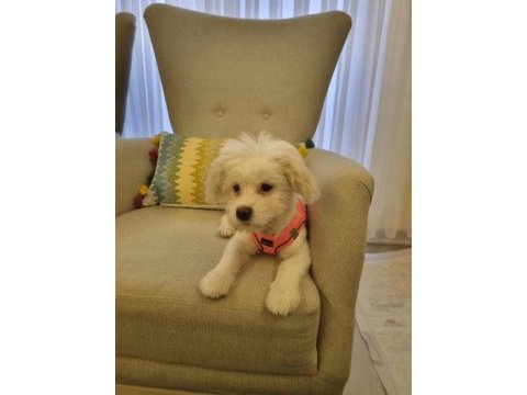 4 aylık aşılı tuvalet eğitimli dişi maltese terrier