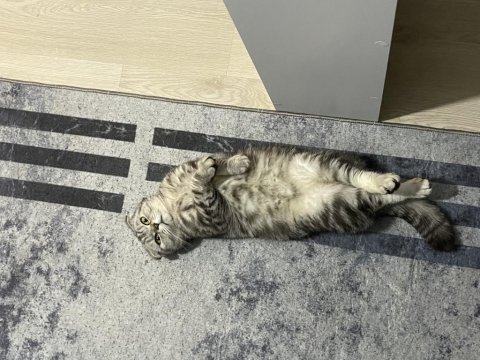 Scottish fold kedisi