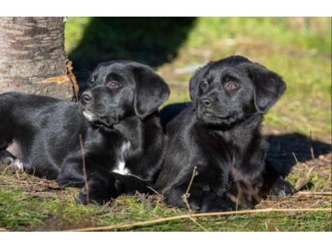 Labrador yavru köpeğimiz
