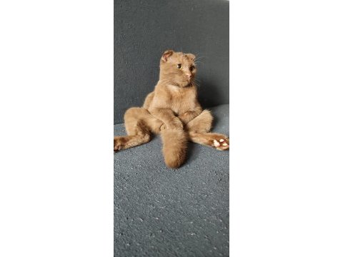 Ücretsiz scottish fold kedisini sahiplendirme