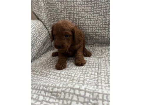 Küçük yakışıklı poodle