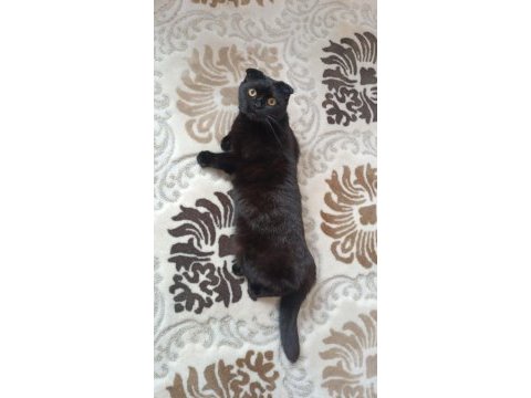 Scottish fold kedimizi çiftleştirme