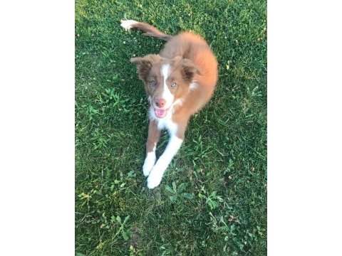 Safkan border collie yavruları