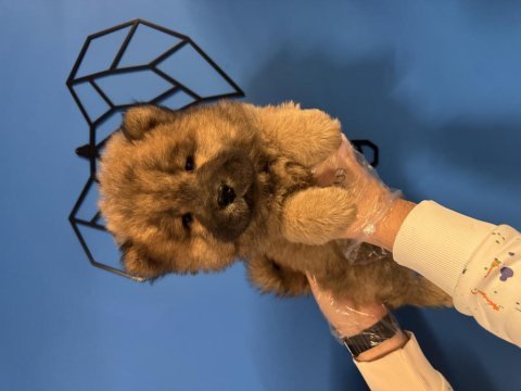 Üretim çiftliğinden kızıl chow chow yavruları