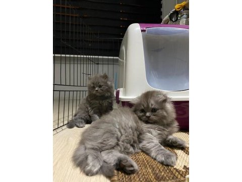 British shorthair scottish fold 2 aylık yavrular