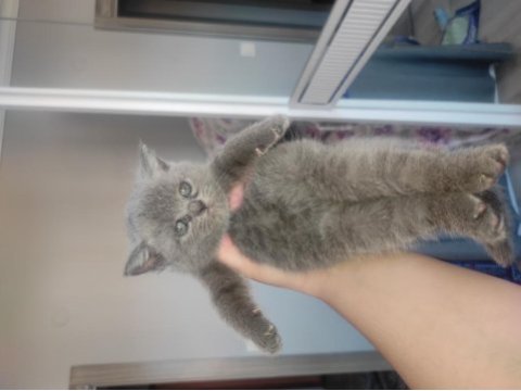 Sevimli british shorthair