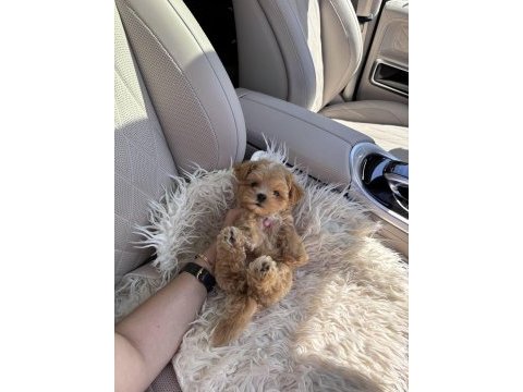 Ev ortamında büyüyen maltipoo yavrular