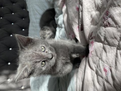 British shorthair yavrumu sahiplendiriyorum