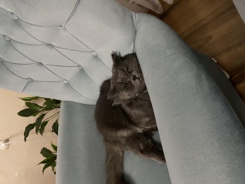 British longhair kedime kız arıyorum