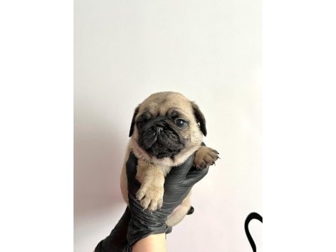 Pug mops safkan yavrularım