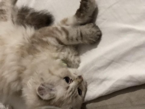 4 aylık yakışıklı british longhair