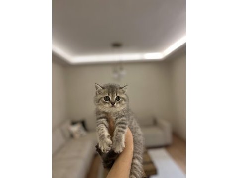 Safkan brıtısh shorthair yavrularım 