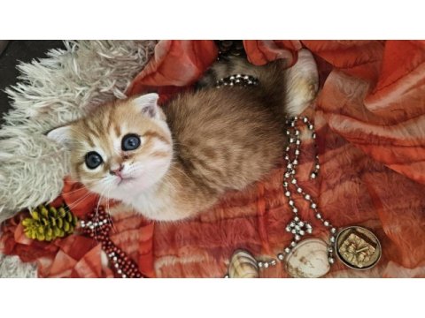 Golden scottish fold erkek bebekler