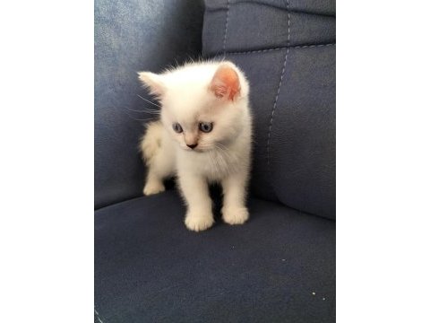 British shorthair silver point erkek yavrum