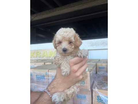 Kıvır kıvır 0 numara poodle