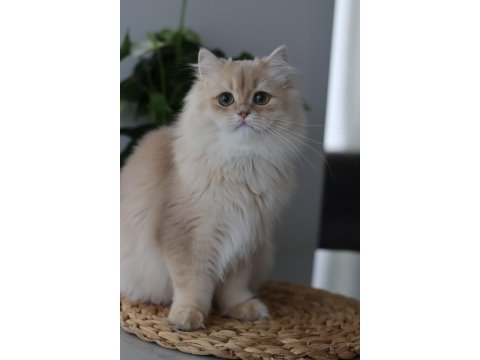 British longhair erkek kedisi