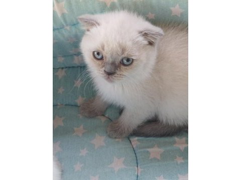 Scottish fold yavrularımız