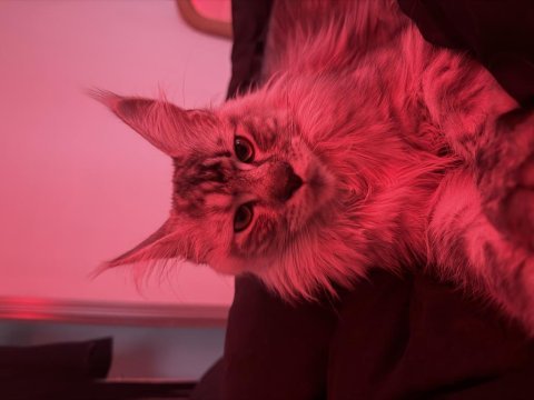 Maine coon prensesime eş arıyorum