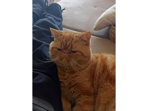 İran kedisi garfi