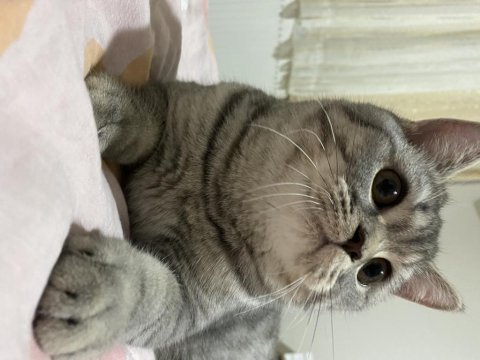 British shorthair 10 aylık