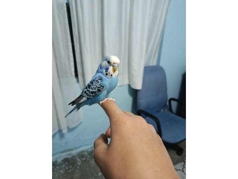 Yavru muhabbet kuşu