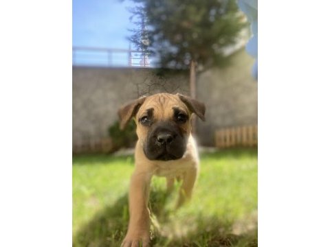 Presa canario tatlı bebek lili aile arıyor