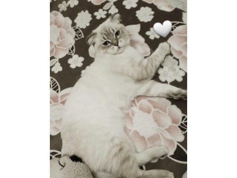 Scottish fold 1 yaşında