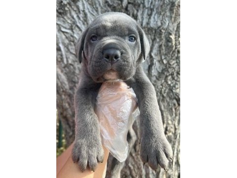 Heybetli üst kalite cane corso yavrular