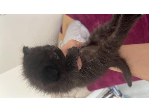 Bir anne iki yavrusu ile beraber verilecek kediler