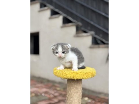 2 aylık dişi scottish fold