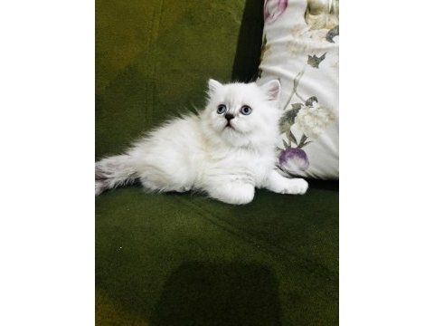 British longhair yavrular