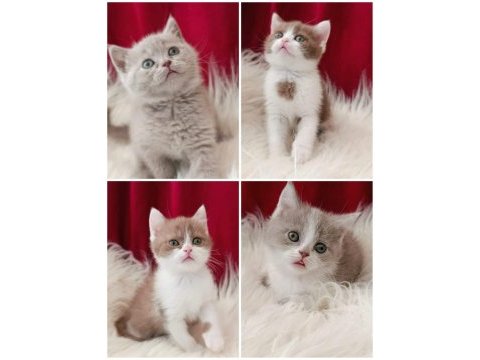 British shorthair bebekler yeni ailesini arıyor
